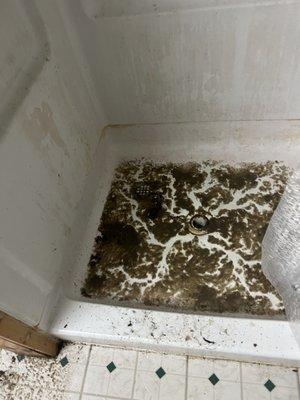 My shower covered in poo