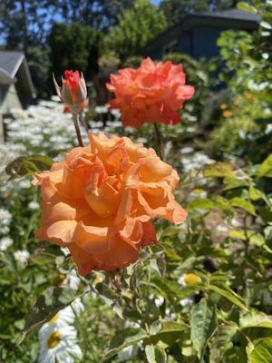 Kelli’s Garden Design