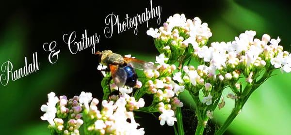 Randall & Cathys Photography
