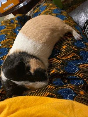 Vinegar Hill Veterinary Group