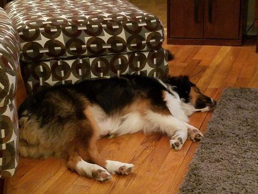 Chelsey's Companion Care