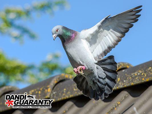 Dandi Guaranty Pest Solutions & Termite Protection