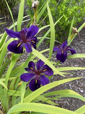 Twin Hickory Library