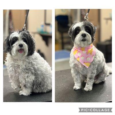 Before and After Grooming