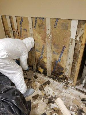 King David mold removal