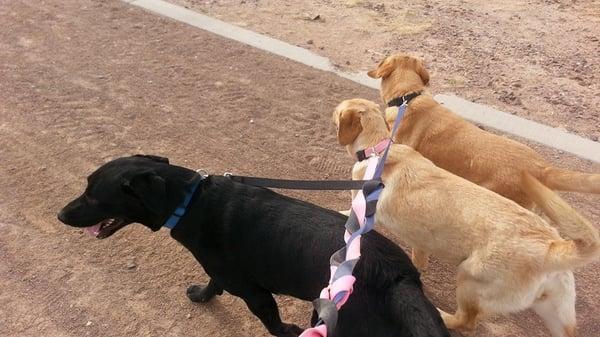 Tails to GO! Pet Service