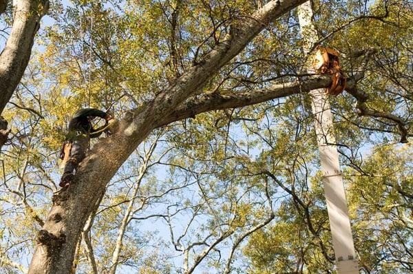 Liberty Arbor Tree Service