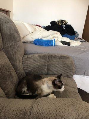 Larimer Humane Society