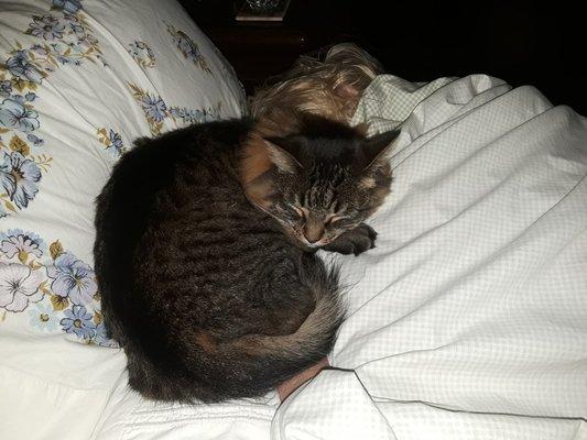 Muleshoe Animal Clinic