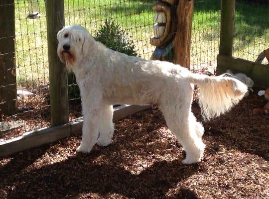 The Hairy Hound Canine Clipper