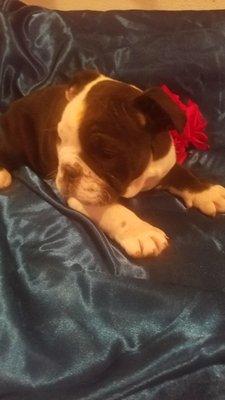 Adorable English bulldog puppy registered 509-671-7273
