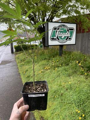 Floyd's Fine Cannabis Slabtown