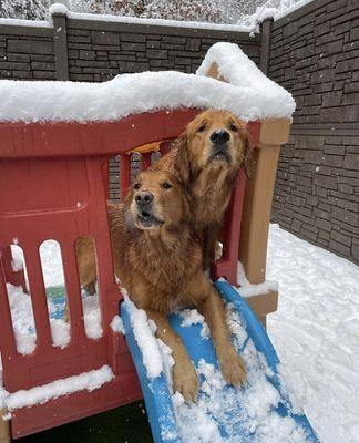 Pawquet's Play & Stay