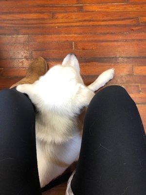 Denham Springs Animal Hospital