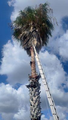 Palm tree trimming and scaling