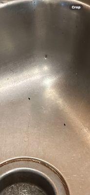Mice droppings on kitchen sink