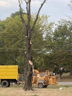 Family's Tree Service
