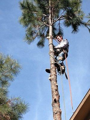 AAA Cut Rite Forestry