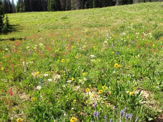 Massage Therapy by Diane