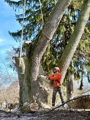 Buds Tree Care Champaign Illinois Certified arborist, tree pruning, tree removal, landscaping