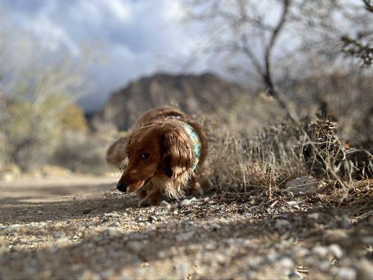Spring Mountain Ranch State Park