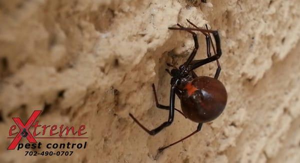 Extreme Pest Control