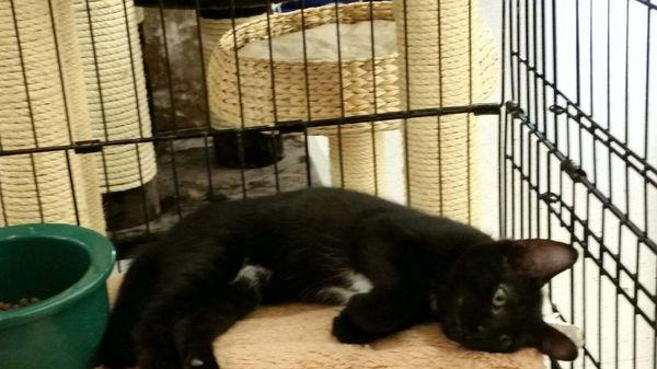 Lonely, sad baby kitty at Pet World Warehouse. Someone please adopt ASAP.