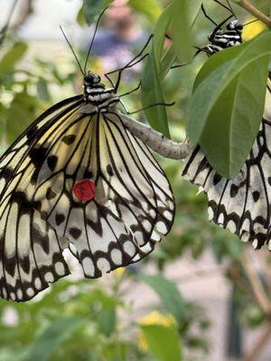 Mr Fix It 303 Remodeling CC