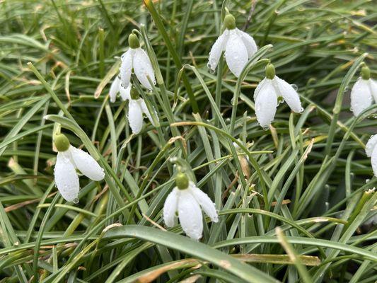 Woodcock Demonstration Gardens