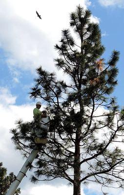 Elite Rigging Tree Trimming