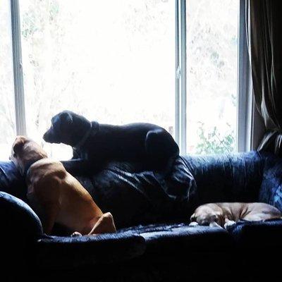 Leash The Dog! Services