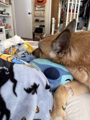 Millbrae Pet Hospital