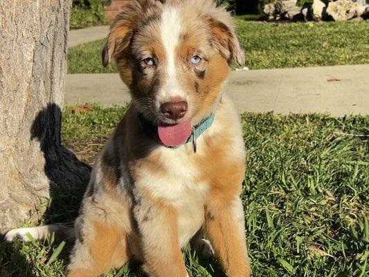 Santa Barbara News-Press