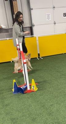Beginners agility class with @moosedistilled