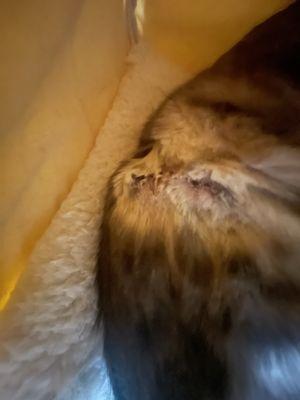 the sutures from the previous vet