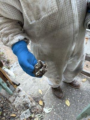 These yellowjackets won't be a problem anymore!