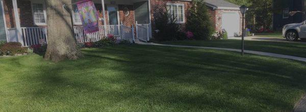 Ants Landscaping and More