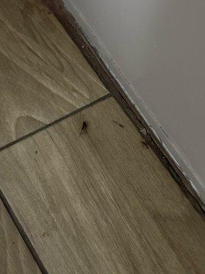 roaches that have been stepped on or hit with my shoes.