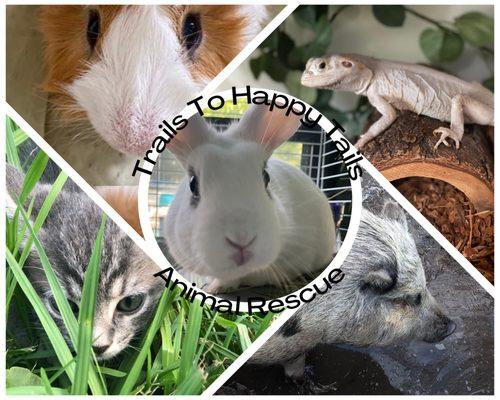 Trails To Happy Tails