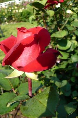 Natural Spa New York