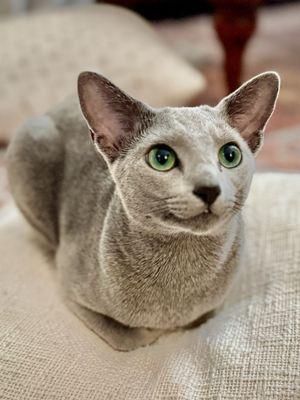 Russian Blue cat