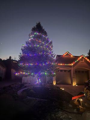 One of our trees wrapped by Brody