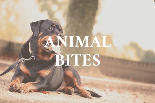 Louisville, Kentucky Animal Bite Attorney