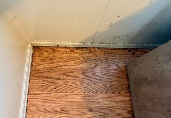 dirt and dead bugs everywhere