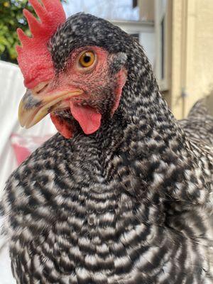 Napa West Pet Hospital