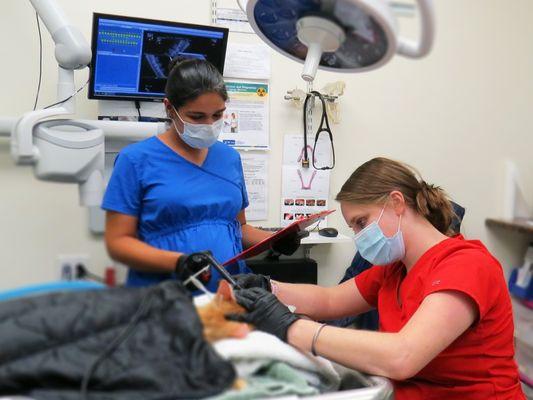 Dog teeth cleaning in Dunedin, Florida