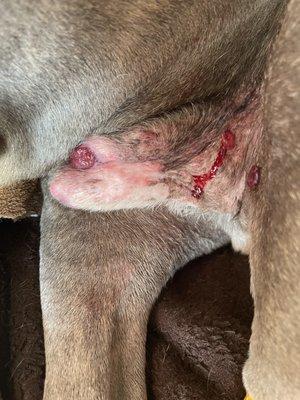 Evergreen Animal Hospital