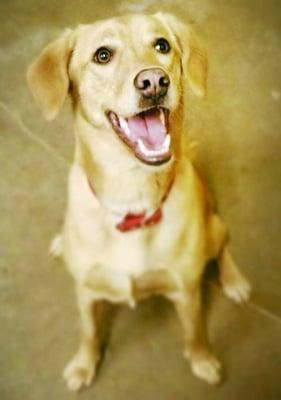 Christopher Robins Pet Care