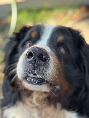 West Seattle Dogs with West Seattle Dog Walker