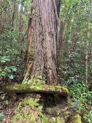 Root wrapped around base of tree